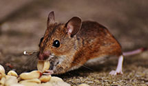 24 Hour & Emergency Exterminators in Spears Grove, PA